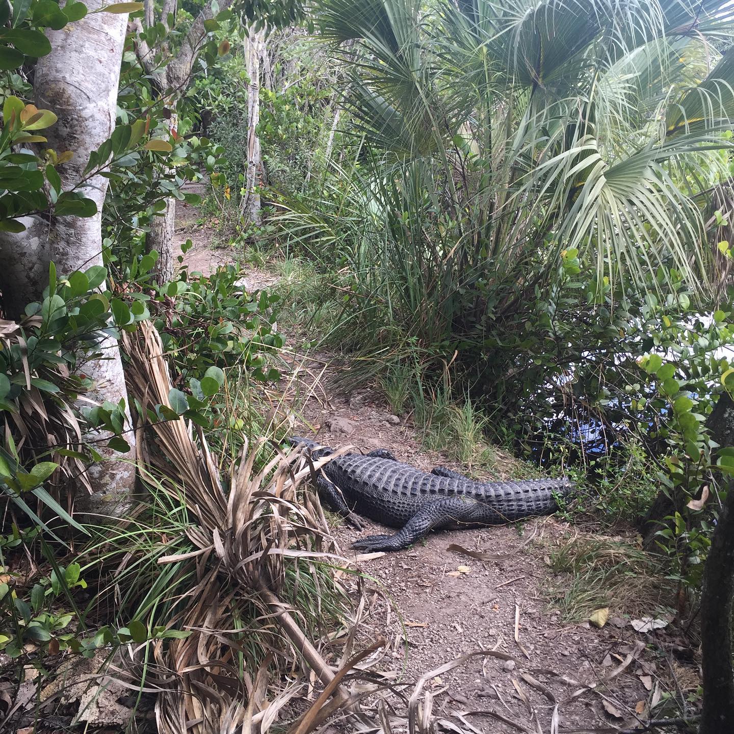 Alligator