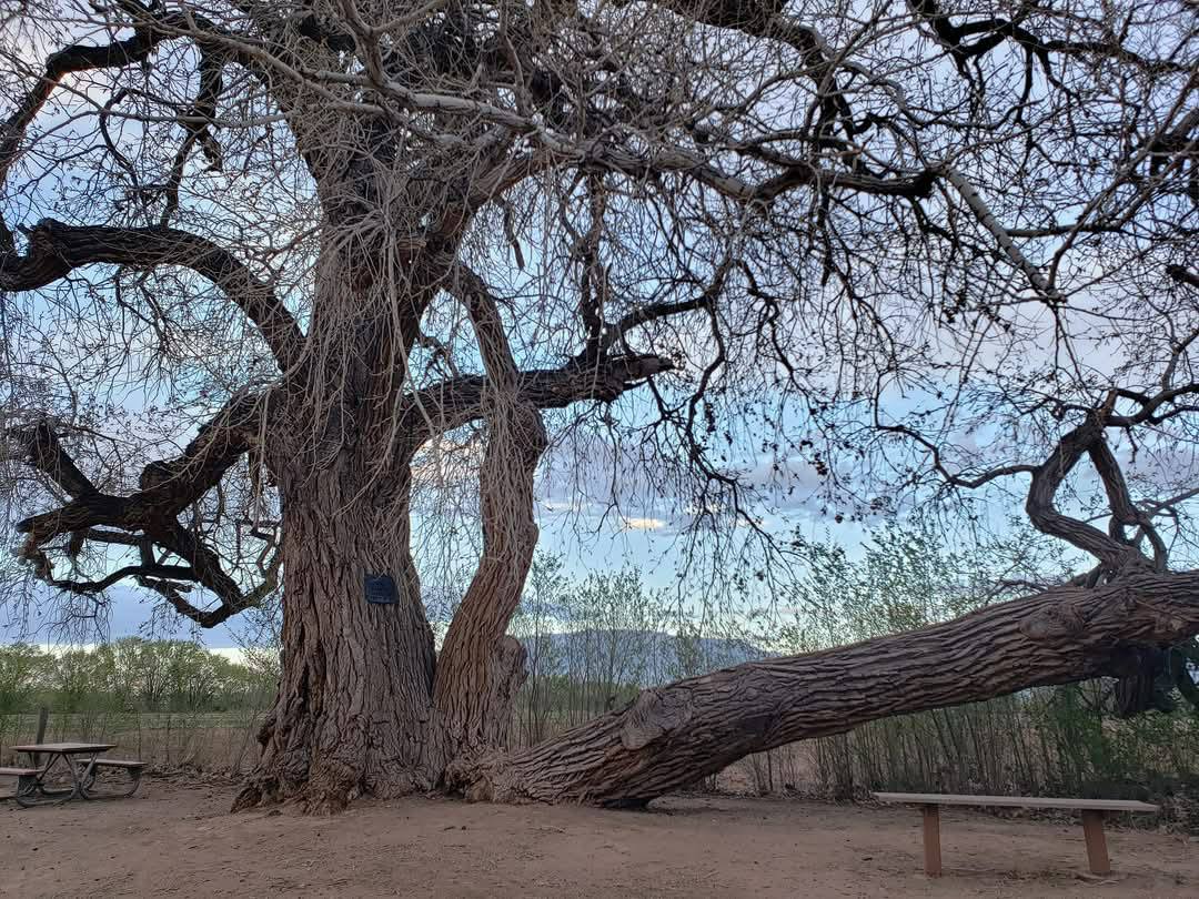 Ancient Cottonwood